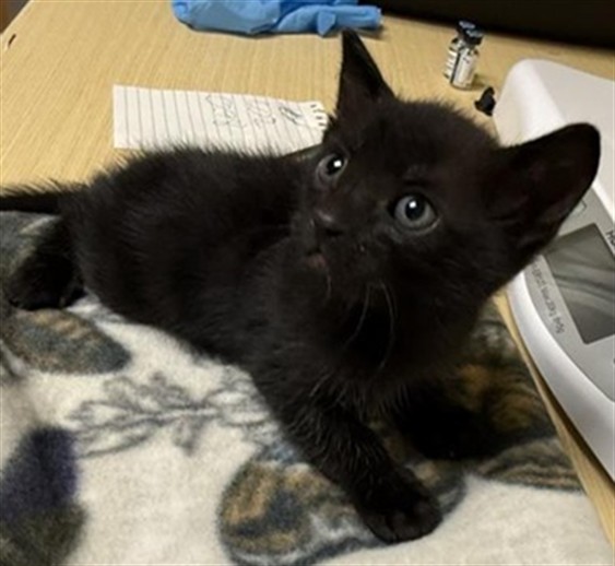 Shelter Stray Female Cat last seen JIMMY POPE ST & HAYES AVE, 2127 Front St, Sacramento, CA 95818, USA