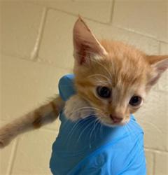 Shelter Stray Male Cat last seen LUTHER DR & FLORIN RD, 2127 Front St, Sacramento, CA 95818, USA