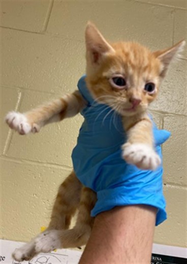 Shelter Stray Male Cat last seen LUTHER DR & FLORIN RD, 2127 Front St, Sacramento, CA 95818, USA