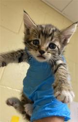 Shelter Stray Female Cat last seen LUTHER DR & FLORIN RD, 2127 Front St, Sacramento, CA 95818, USA