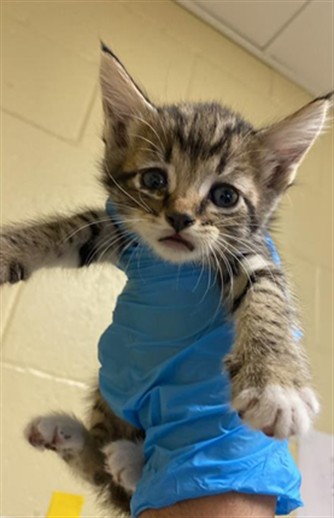 Shelter Stray Female Cat last seen LUTHER DR & FLORIN RD, 2127 Front St, Sacramento, CA 95818, USA