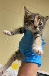 Shelter Stray Female Cat last seen LUTHER DR & FLORIN RD, 2127 Front St, Sacramento, CA 95818, USA