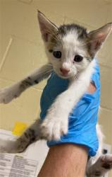 Shelter Stray Male Cat last seen LUTHER DR & FLORIN RD, 2127 Front St, Sacramento, CA 95818, USA