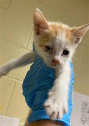 Shelter Stray Male Cat last seen LUTHER DR & FLORIN RD, 2127 Front St, Sacramento, CA 95818, USA