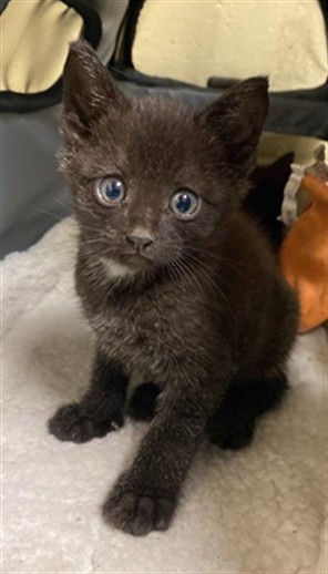 Shelter Stray Male Cat last seen SAN CARLOS WAY & 8TH AVE, 2127 Front St, Sacramento, CA 95818, USA