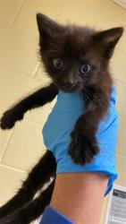 Shelter Stray Female Cat last seen SAN CARLOS WAY & 8TH AVE, 2127 Front St, Sacramento, CA 95818, USA