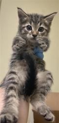 Shelter Stray Male Cat last seen VILLAGE STAR DR & NIGHTFALL WAY, 2127 Front St, Sacramento, CA 95818, USA