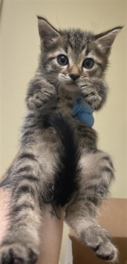 Shelter Stray Male Cat last seen VILLAGE STAR DR & NIGHTFALL WAY, 2127 Front St, Sacramento, CA 95818, USA