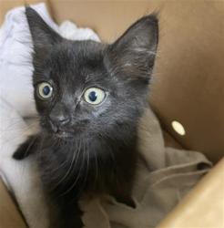Shelter Stray Female Cat last seen EXPO PKWY & EXPOSITION BLVD, 2127 Front St, Sacramento, CA 95818, USA