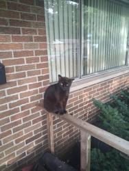 Lost Female Cat last seen Near meadow lane, Southampton, NY 11968