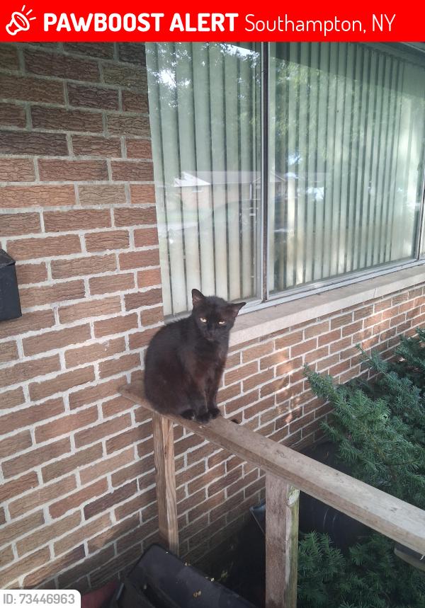 Lost Female Cat last seen Near meadow lane, Southampton, NY 11968