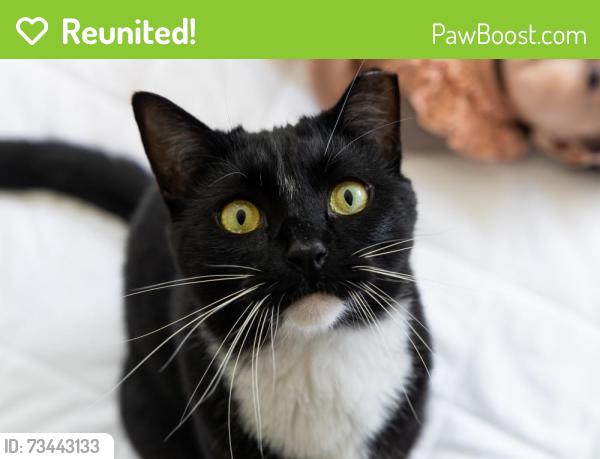 Reunited Male Cat last seen Our hse by Cross Pizza, Hellertown, PA 18055