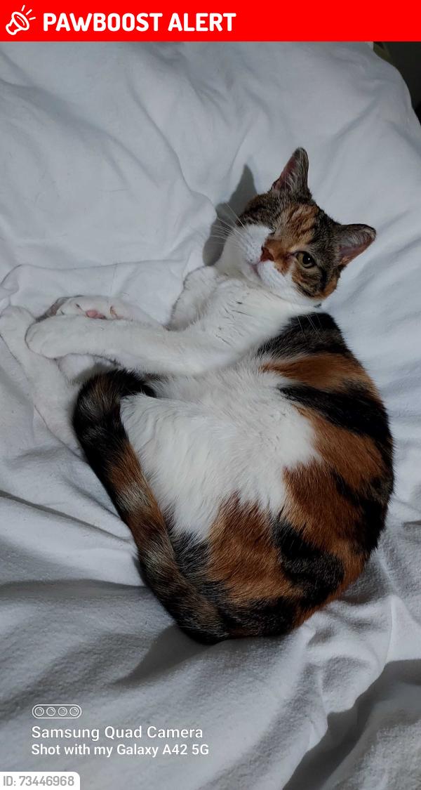 Lost Female Cat last seen Wychwood way ha6 1ej, Greater London, England 