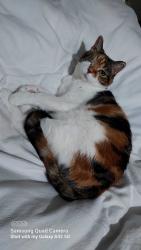 Lost Female Cat last seen Wychwood way ha6 1ej, Greater London, England 