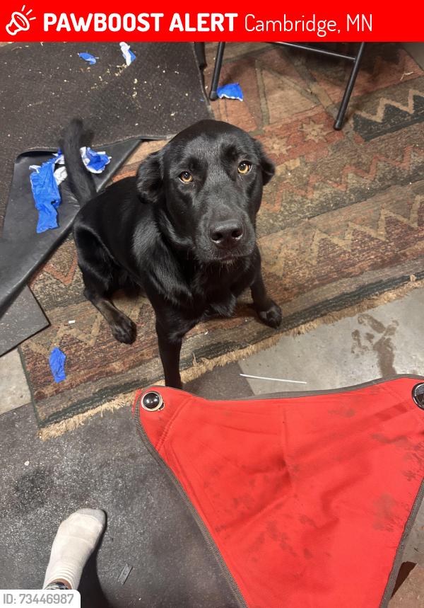 Lost Female Dog last seen Hwy 47, Cambridge, MN 55008