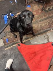 Lost Female Dog last seen Hwy 47, Cambridge, MN 55008