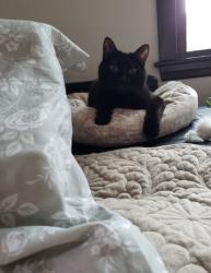Reunited Male Cat last seen Troy St and Carmen Avenue, Chicago, IL 60625