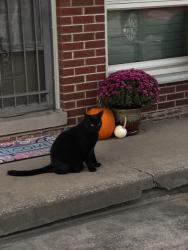 Lost Male Cat last seen Shannon Drive, Cross Lanes, Wv, Usa, Cross Lanes, WV 25313