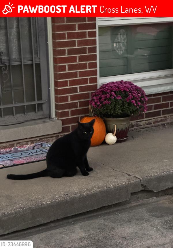 Lost Male Cat last seen Shannon Drive, Cross Lanes, Wv, Usa, Cross Lanes, WV 25313