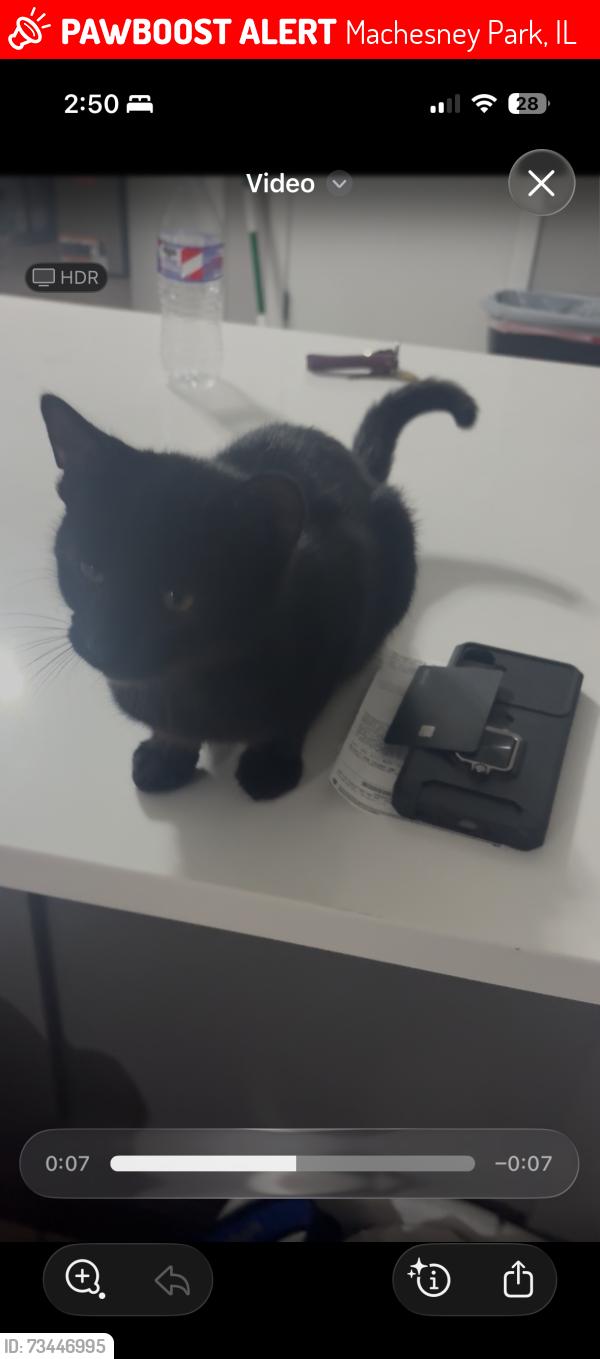Lost Male Cat last seen Minns Dr Machesney Park, Machesney Park, IL 61115
