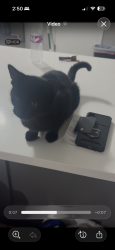 Lost Male Cat last seen Minns Dr Machesney Park, Machesney Park, IL 61115