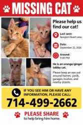 Lost Male Cat last seen Pro Bike Supply located at 353 Old Newport Blva., Newport Beach, CA 92663