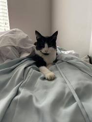 Lost Female Cat last seen South hill crossroads neighborhood, South Hill, WA 98374