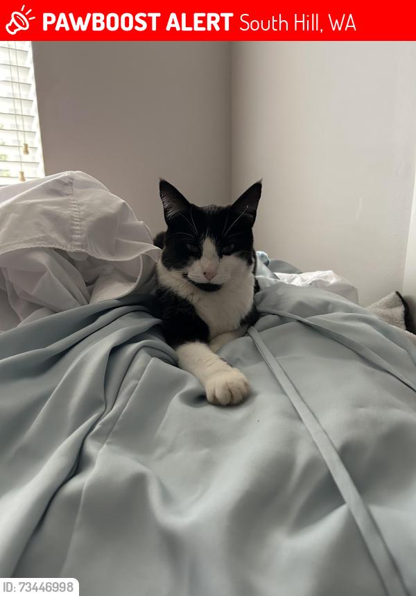 Lost Female Cat last seen South hill crossroads neighborhood, South Hill, WA 98374