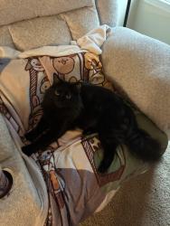 Reunited Male Cat last seen Palmetto Place apmts, Eastside HS, Old Spartanburg Rd, Taylors, SC 29687