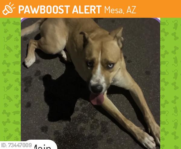 Found/Stray Unknown Dog last seen Ellis and university, Mesa, AZ 85207