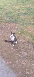 Lost Male Cat last seen Oakwood, Roundhay, England LS8 2PQ