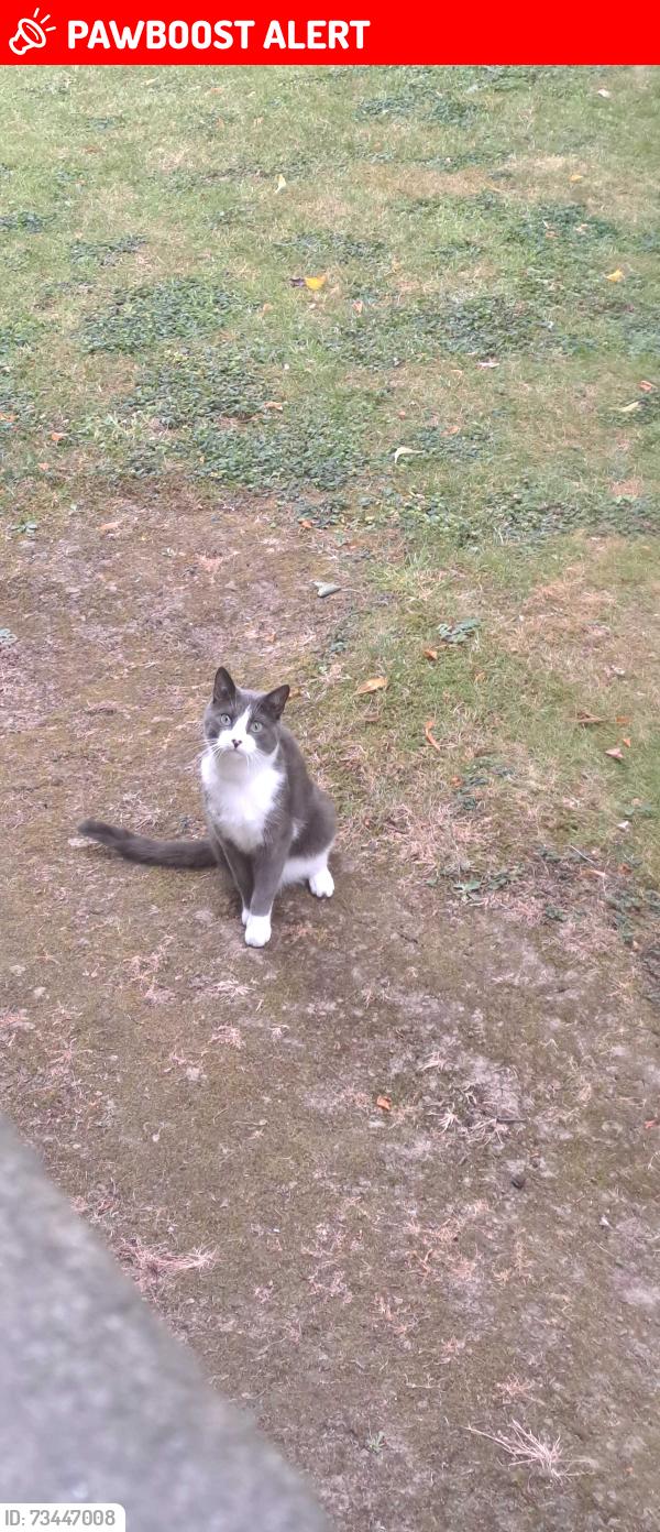 Lost Male Cat last seen Oakwood, Roundhay, England LS8 2PQ
