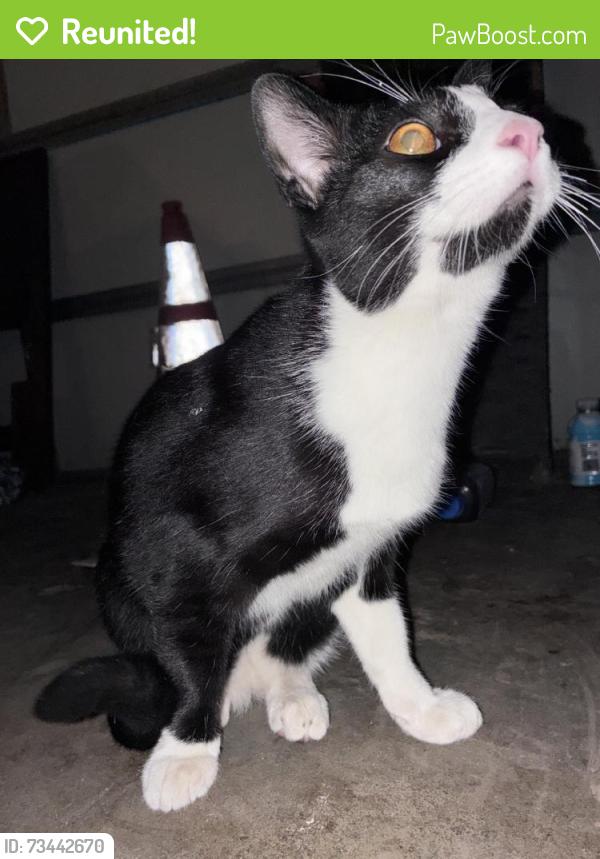 Reunited Unknown Cat last seen Found by Barela ave and Blackley St., Temple City, CA 91780