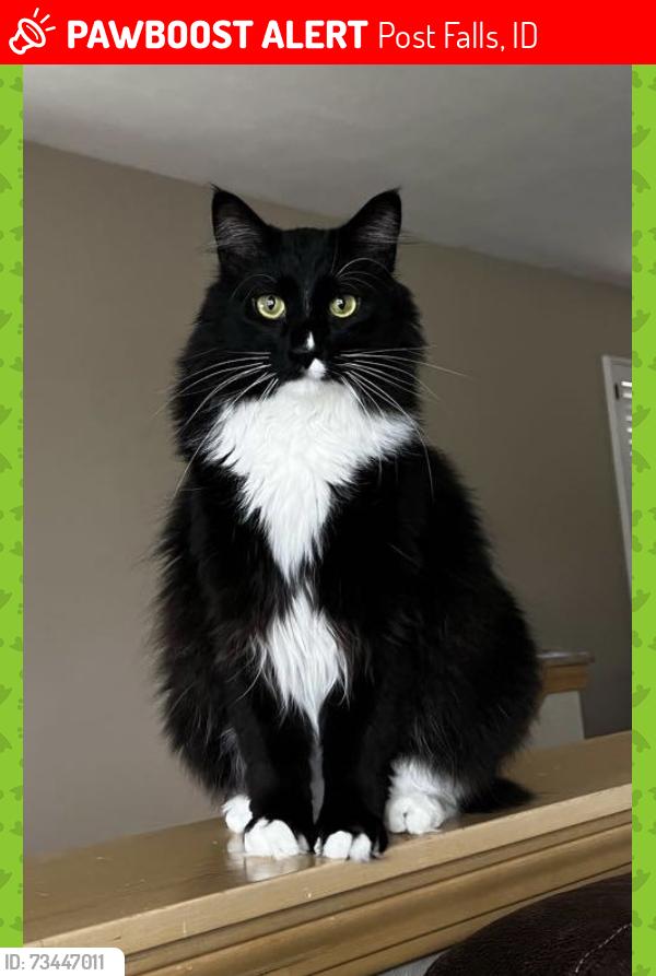 Lost Male Cat last seen Kyong Court, Post Falls, ID 83854