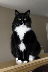Lost Male Cat last seen Kyong Court, Post Falls, ID 83854