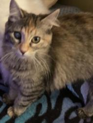 Reunited Female Cat last seen Near north 700 west, Salt Lake City, UT 84116