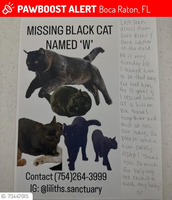 Lost Male Cat last seen In the field across from boca lobster & boca bike, Boca Raton, FL 33432