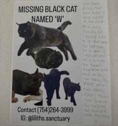 Lost Male Cat last seen In the field across from boca lobster & boca bike, Boca Raton, FL 33432