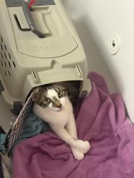 Found/Stray Female Cat last seen Holcombridge Row, Peachtree Corners, GA 30092