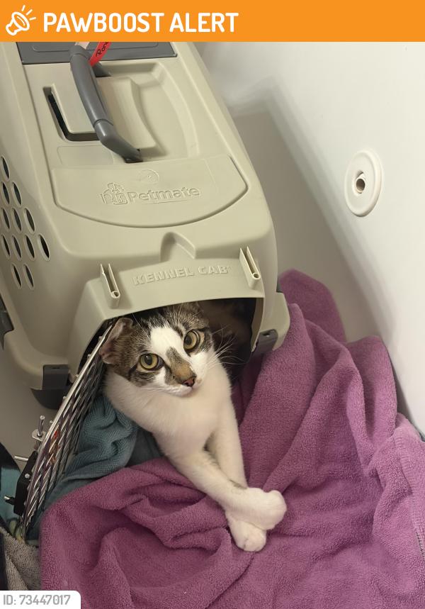 Found/Stray Female Cat last seen Holcombridge Row, Peachtree Corners, GA 30092