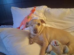 Reunited Female Dog last seen Middleborough Road, Baltimore, MD 21221