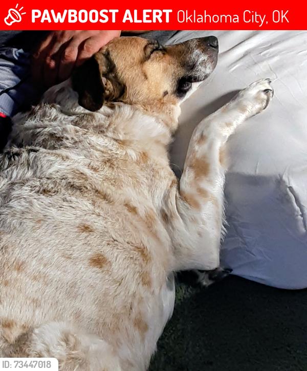 Lost Male Dog last seen NW 10th and Penn. Oklahoma City, OK, Oklahoma City, OK 73106