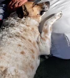 Lost Male Dog last seen NW 10th and Penn. Oklahoma City, OK, Oklahoma City, OK 73106