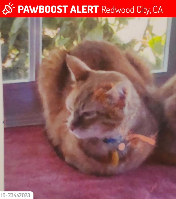 Lost Male Cat last seen Johnson and Roosevelt Streets, Redwood City, CA 94061