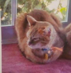 Lost Male Cat last seen Johnson and Roosevelt Streets, Redwood City, CA 94061