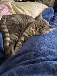 Lost Female Cat last seen Southgate Ave & Sullivan Ave, Daly City, CA 94015
