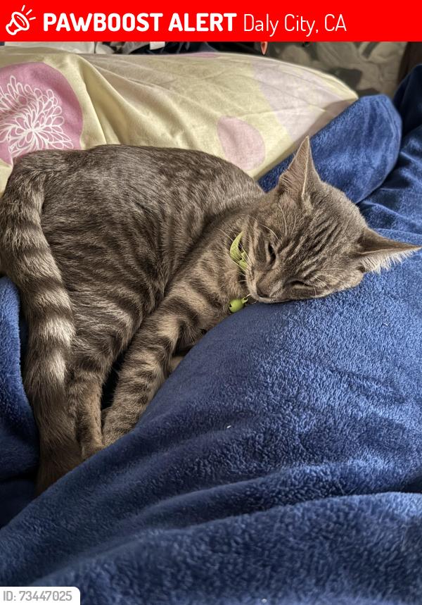 Lost Female Cat last seen Southgate Ave & Sullivan Ave, Daly City, CA 94015