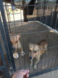 Reunited Male Dog last seen Gayhead, Apple Valley, CA 92307