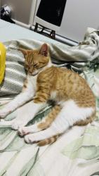 Lost Female Cat last seen Taylor st & cochrane st cranbourne, Cranbourne, VIC 3977