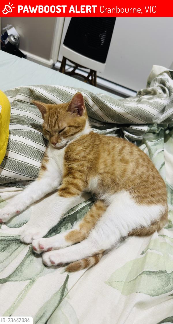 Lost Female Cat last seen Taylor st & cochrane st cranbourne, Cranbourne, VIC 3977
